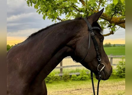 Koń hanowerski, Klacz, 6 lat, 164 cm, Skarogniada