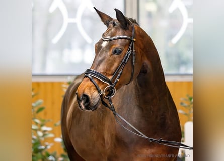 Koń hanowerski, Klacz, 6 lat, 165 cm, Ciemnogniada