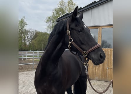 Koń hanowerski, Klacz, 6 lat, 165 cm, Kara