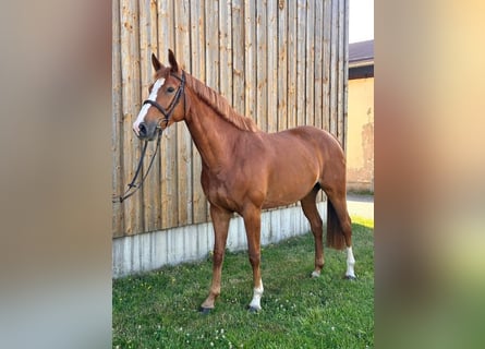 Koń hanowerski, Klacz, 6 lat, 165 cm, Kasztanowata