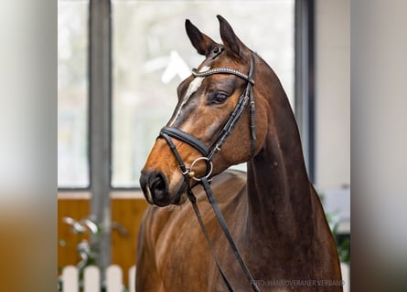 Koń hanowerski, Klacz, 6 lat, 166 cm, Ciemnogniada