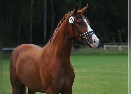 Koń hanowerski, Klacz, 6 lat, 166 cm, Ciemnokasztanowata
