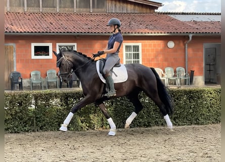 Koń hanowerski, Klacz, 6 lat, 166 cm, Kara