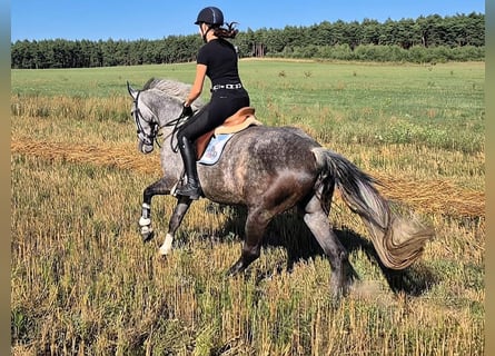 Koń hanowerski, Klacz, 6 lat, 166 cm, Siwa