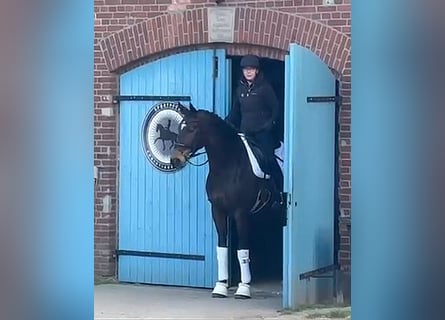 Koń hanowerski, Klacz, 6 lat, 167 cm, Ciemnogniada