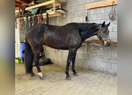 Koń hanowerski, Klacz, 6 lat, 167 cm, Gniada