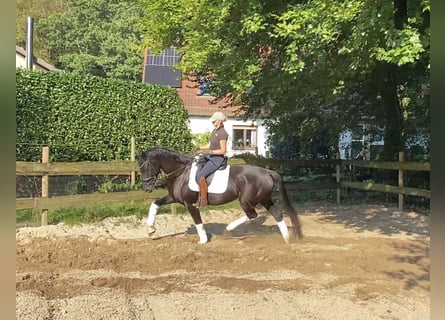 Koń hanowerski, Klacz, 6 lat, 167 cm, Kara