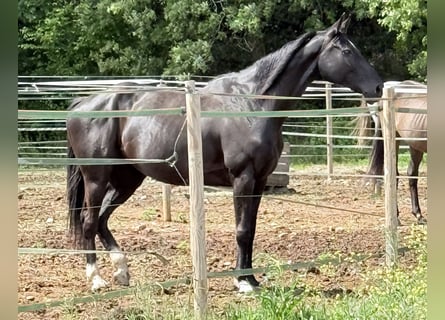Koń hanowerski, Klacz, 6 lat, 167 cm, Kara