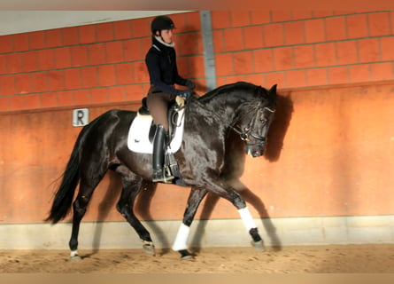 Koń hanowerski, Klacz, 6 lat, 167 cm, Kara