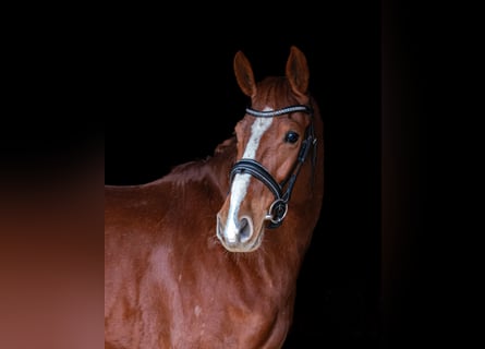 Koń hanowerski, Klacz, 6 lat, 167 cm, Kasztanowata