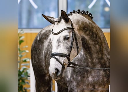 Koń hanowerski, Klacz, 6 lat, 167 cm, Siwa