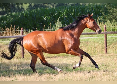 Koń hanowerski, Klacz, 6 lat, 168 cm, Gniada