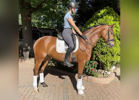 Koń hanowerski, Klacz, 6 lat, 168 cm, Gniada