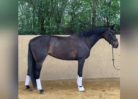Koń hanowerski, Klacz, 6 lat, 168 cm, Kara