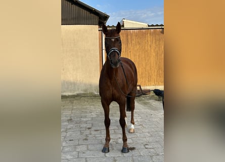 Koń hanowerski, Klacz, 6 lat, 168 cm, Kasztanowata