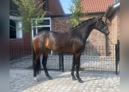 Koń hanowerski, Klacz, 6 lat, 170 cm, Ciemnogniada