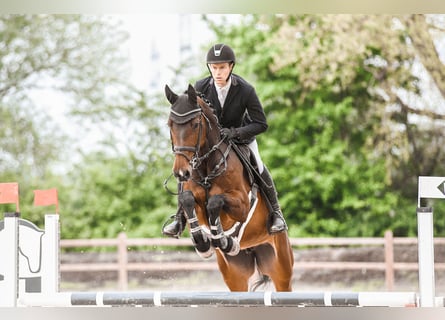 Koń hanowerski, Klacz, 6 lat, 170 cm, Gniada