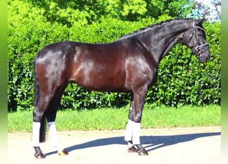 Koń hanowerski, Klacz, 6 lat, 170 cm, Kara