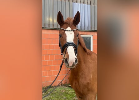 Koń hanowerski, Klacz, 6 lat, 170 cm, Kasztanowata
