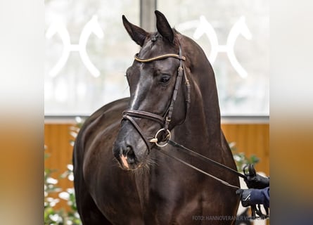 Koń hanowerski, Klacz, 6 lat, 171 cm, Kara