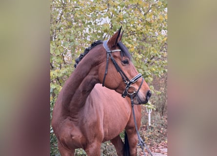 Koń hanowerski, Klacz, 6 lat, 172 cm, Gniada