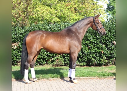 Koń hanowerski, Klacz, 6 lat, 172 cm, Gniada