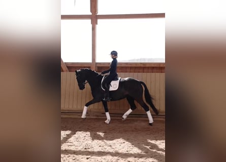Koń hanowerski, Klacz, 6 lat, 172 cm, Kara