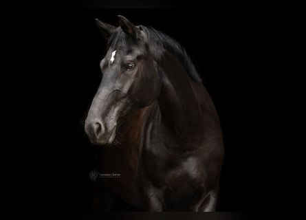 Koń hanowerski, Klacz, 6 lat, 173 cm, Kara