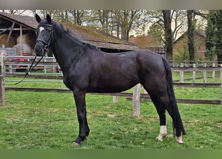 Koń hanowerski, Klacz, 6 lat, 174 cm, Kara