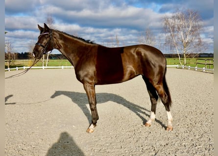 Koń hanowerski, Klacz, 6 lat, 175 cm, Ciemnogniada