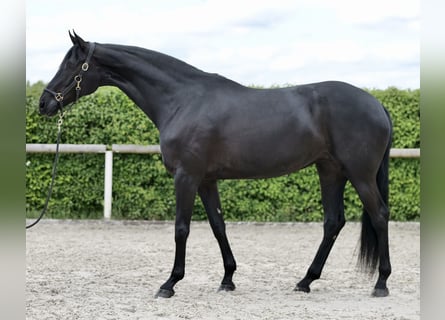 Koń hanowerski, Klacz, 6 lat, 175 cm, Kara