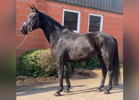 Koń hanowerski, Klacz, 6 lat, Kara