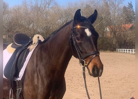 Koń hanowerski, Klacz, 7 lat, 165 cm, Ciemnogniada