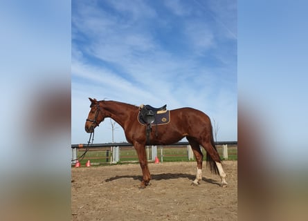 Koń hanowerski, Klacz, 7 lat, 165 cm, Kasztanowata