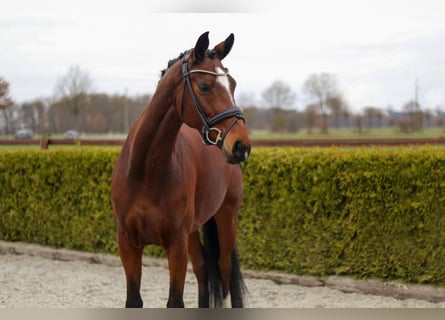 Koń hanowerski, Klacz, 7 lat, 166 cm, Gniada