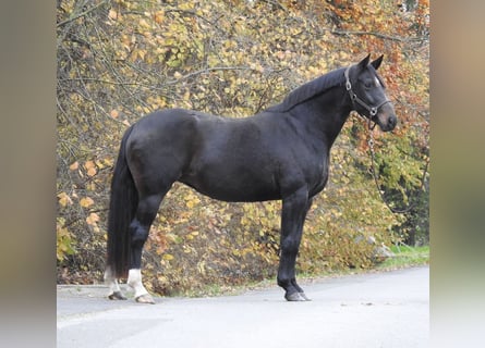 Koń hanowerski, Klacz, 7 lat, 168 cm, Ciemnogniada