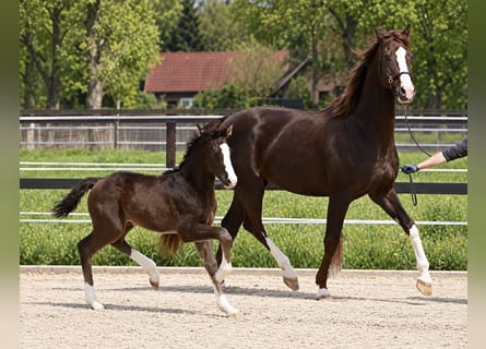 Koń hanowerski, Klacz, 7 lat, 168 cm, Ciemnokasztanowata