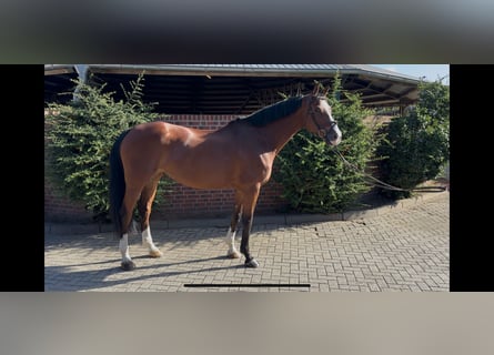 Koń hanowerski, Klacz, 7 lat, 169 cm, Gniada