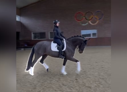 Koń hanowerski, Klacz, 7 lat, 169 cm, Skarogniada