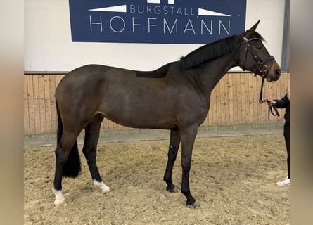 Koń hanowerski, Klacz, 7 lat, 170 cm, Gniada