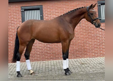 Koń hanowerski, Klacz, 7 lat, 170 cm, Gniada