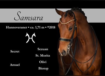 Koń hanowerski, Klacz, 7 lat, 171 cm, Gniada