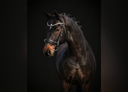 Koń hanowerski, Klacz, 7 lat, 172 cm, Ciemnogniada