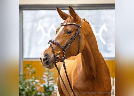 Koń hanowerski, Klacz, 7 lat, 172 cm, Ciemnokasztanowata