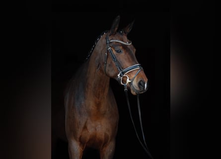 Koń hanowerski, Klacz, 7 lat, 172 cm, Gniada