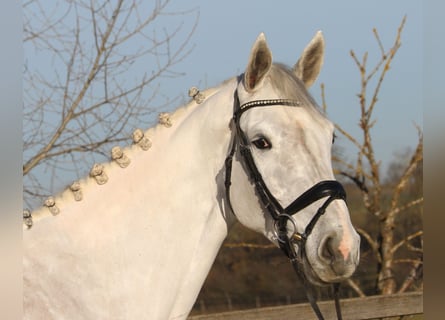 Koń hanowerski, Klacz, 7 lat, 174 cm, Siwa