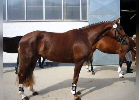 Koń hanowerski, Klacz, 7 lat