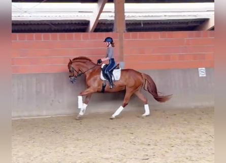 Koń hanowerski, Klacz, 8 lat, 164 cm, Ciemnokasztanowata