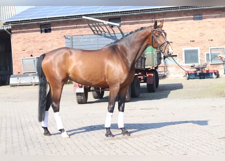 Koń hanowerski, Klacz, 8 lat, 165 cm, Ciemnokasztanowata
