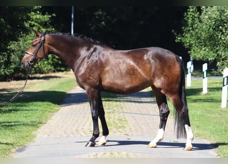 Koń hanowerski, Klacz, 8 lat, 167 cm, Ciemnogniada